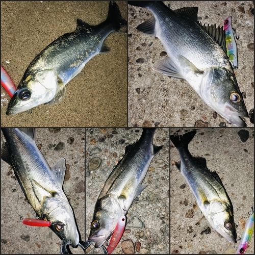 シーバスの釣果