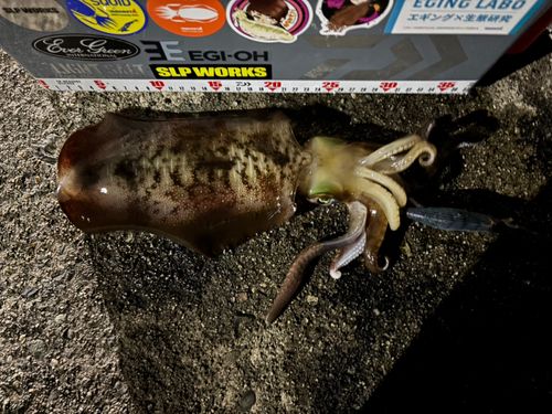 アオリイカの釣果