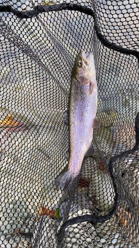 ニジマスの釣果