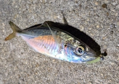 マアジの釣果