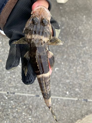 東京湾(アクアライン〜富津)