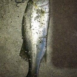 セイゴ(マルスズキ)