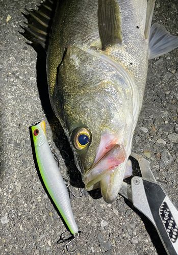シーバスの釣果