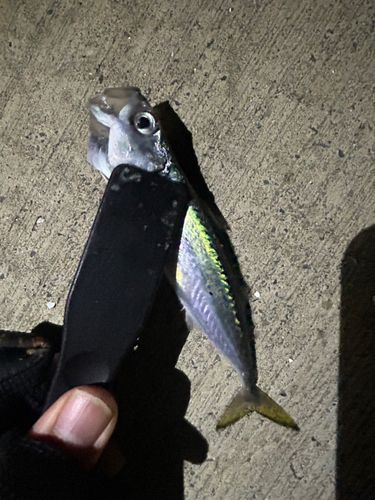 サバの釣果