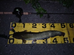 ニホンナマズの釣果