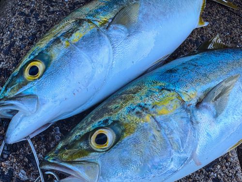 ヤズの釣果
