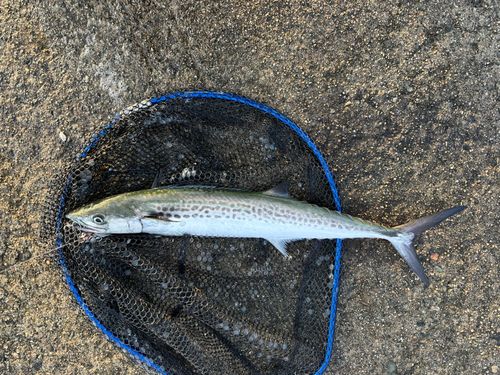 サゴシの釣果