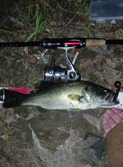 ラージマウスバスの釣果