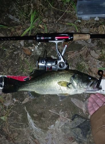 ラージマウスバスの釣果