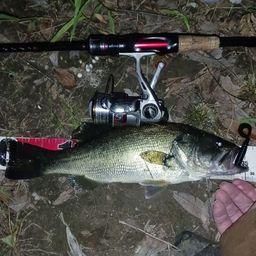 ラージマウスバス