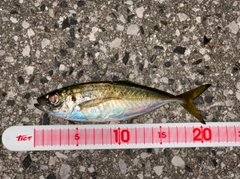 マアジの釣果