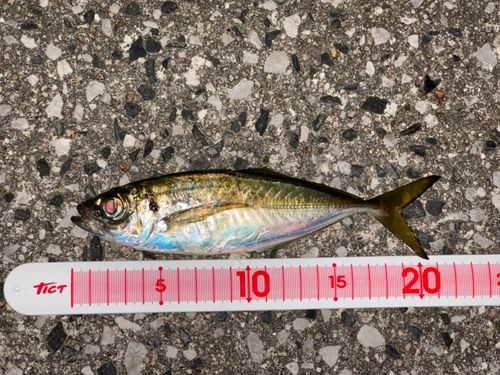 マアジの釣果