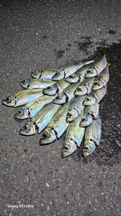 アジの釣果