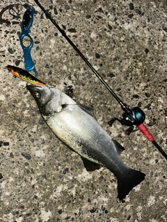 ヒラスズキの釣果