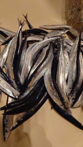 サンマの釣果