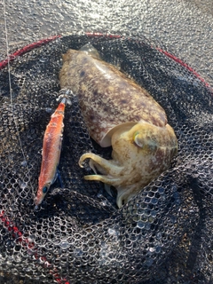 コブシメの釣果