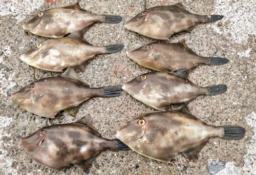 ウマヅラハギの釣果