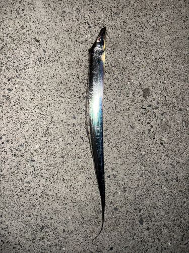 タチウオの釣果