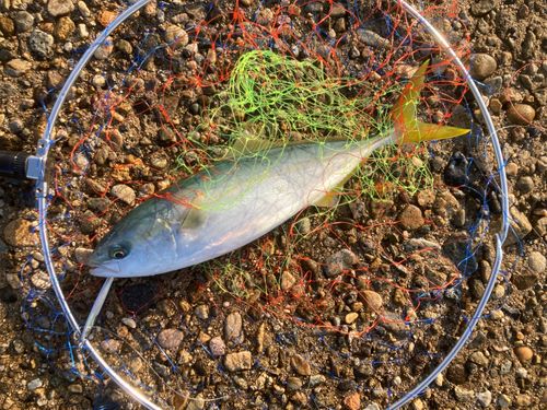 コゾクラの釣果