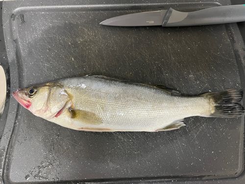 セイゴ（マルスズキ）の釣果