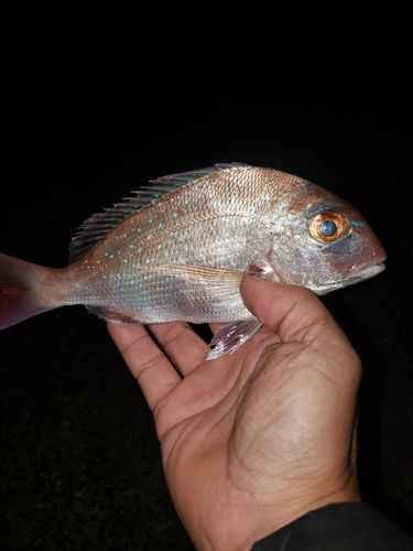 チャリコの釣果