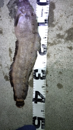 フサギンポの釣果