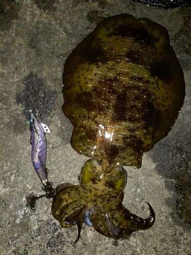 アオリイカの釣果