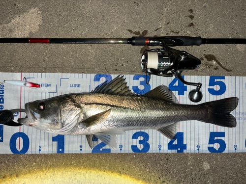 シーバスの釣果