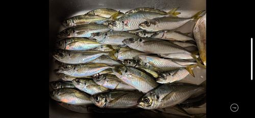 浜田港（島根）