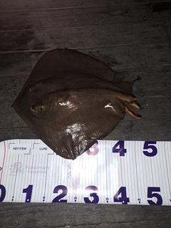 アカエイの釣果