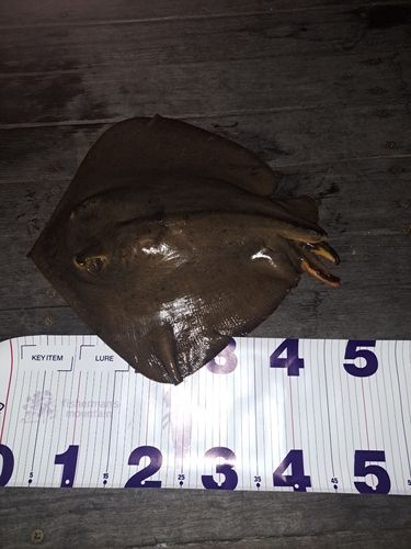 アカエイの釣果