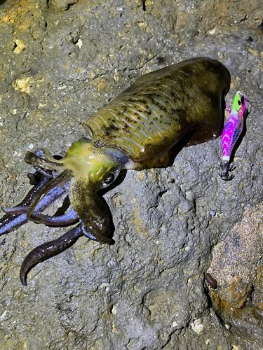 アオリイカの釣果