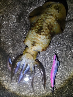 イカの釣果