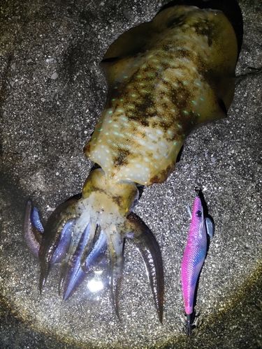 イカの釣果