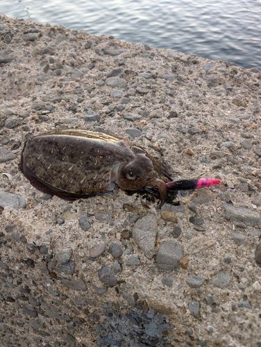 コウイカの釣果
