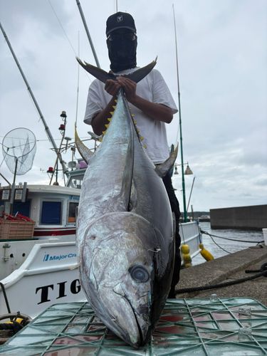 キハダマグロの釣果