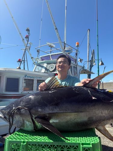 キハダマグロの釣果