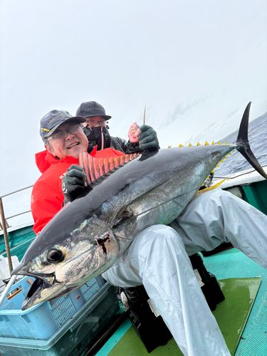 キハダマグロの釣果