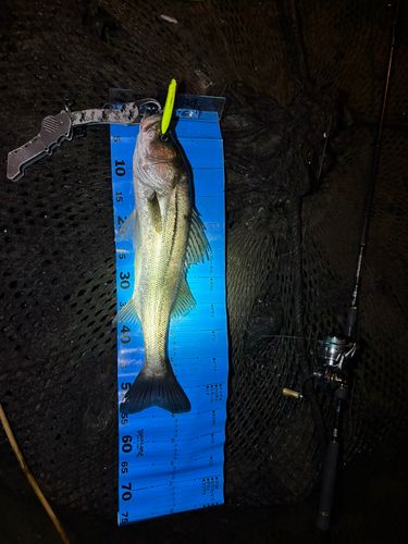 シーバスの釣果