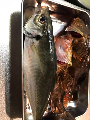 マルアジの釣果