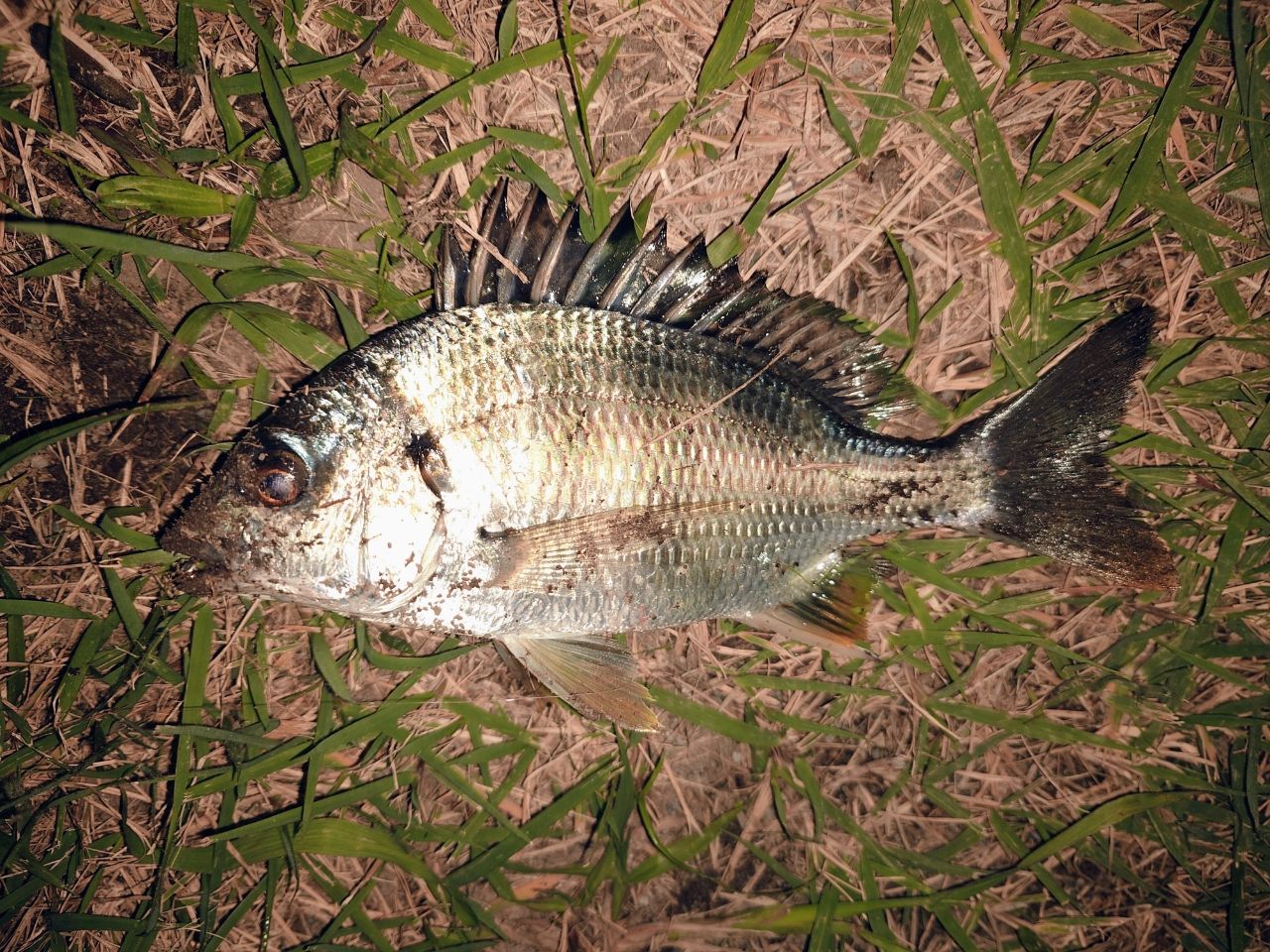 AbuGarcia エラディケーター リアルフィネス プロトタイプ ERFS-51Pro