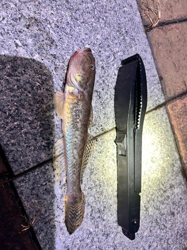 三陸海岸(青森)