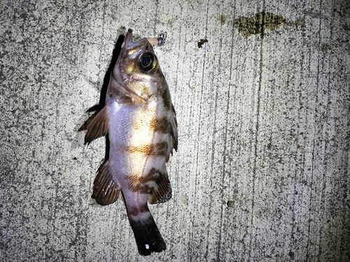 メバルの釣果