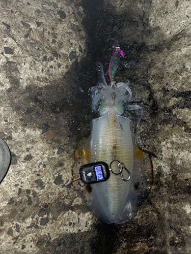 アオリイカの釣果