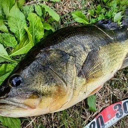 ラージマウスバス