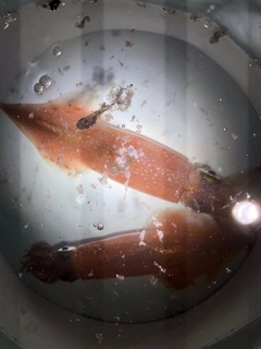 ヤリイカの釣果