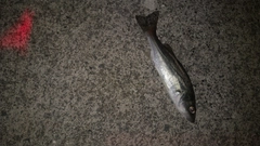 セイゴ（ヒラスズキ）の釣果