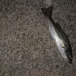 セイゴ(ヒラスズキ)