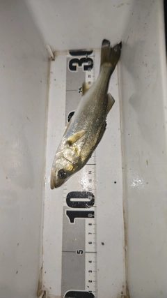 セイゴ(マルスズキ)の釣果