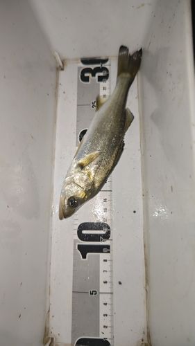 セイゴ（マルスズキ）の釣果